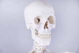 Menschliches Skelett, Modell