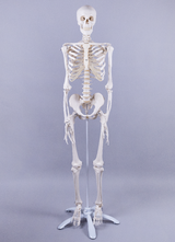 Menschliches Skelett, Modell