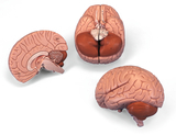 Gehirnmodell, 2-teilig mit AR-App