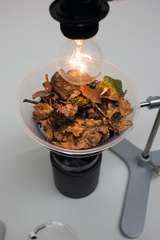 Das Bild zeigt eine Versuchsaufbau mit einer Lampe, die über einem Behälter mit trockenen Blättern und Ästen angebracht ist. Dieser Aufbau könnte zur Untersuchung von Wärmeenergie oder der Zersetzung organischer Materialien genutzt werden.