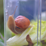 Das Bild zeigt eine Schnecke in einem transparenten Behälter, die sich auf einem Blatt Salat befindet. Der Fokus liegt auf der Schnecke mit ihrem rotbraunen Gehäuse und der umgebenden grünen Pflanze.