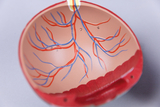 Das Bild zeigt eine anatomische Darstellung eines Herzens oder einer Herzstruktur mit eingezeichneten Blutgefäßen in Rot und Blau. Diese Darstellung dient zu Bildungszwecken, um die Anatomie des Herzkreislaufsystems anschaulich zu vermitteln.